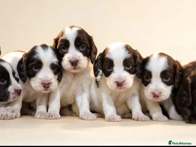 Sprocker dogs for sale: Beautiful sproker spaniel pups - Advert 2