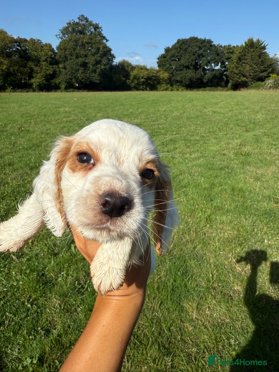 Cocker Spaniel dogs for sale: Worker cocker spaniel puppies for sale  - Image 5
