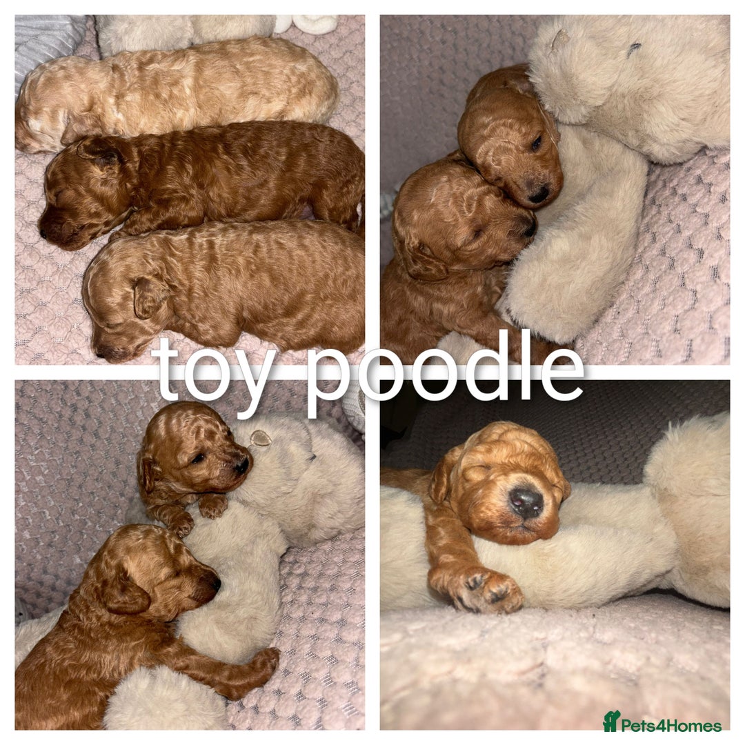 Toy Poodle dogs for stud: toy poodle short notice DNA clear PRA in Nottingham - Image 38