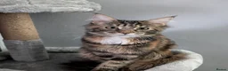 Maine Coon cats for sale: Mainecoon - Advert 20