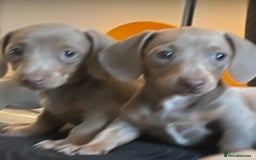 Dachshund dogs for sale: Beautiful Isabella pups exceptional quality  - Image 5