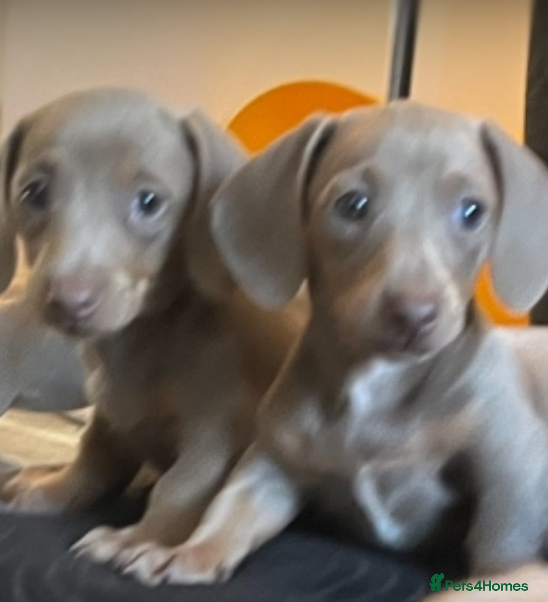 Dachshund dogs for sale: Beautiful Isabella pups exceptional quality  - Image 5