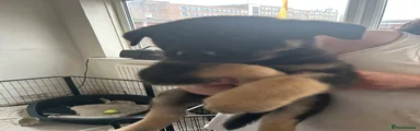 Mixed Breed 2