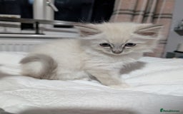 Ragdoll cats for sale: Stunning fluffy show quality ragdolls  - Image 4