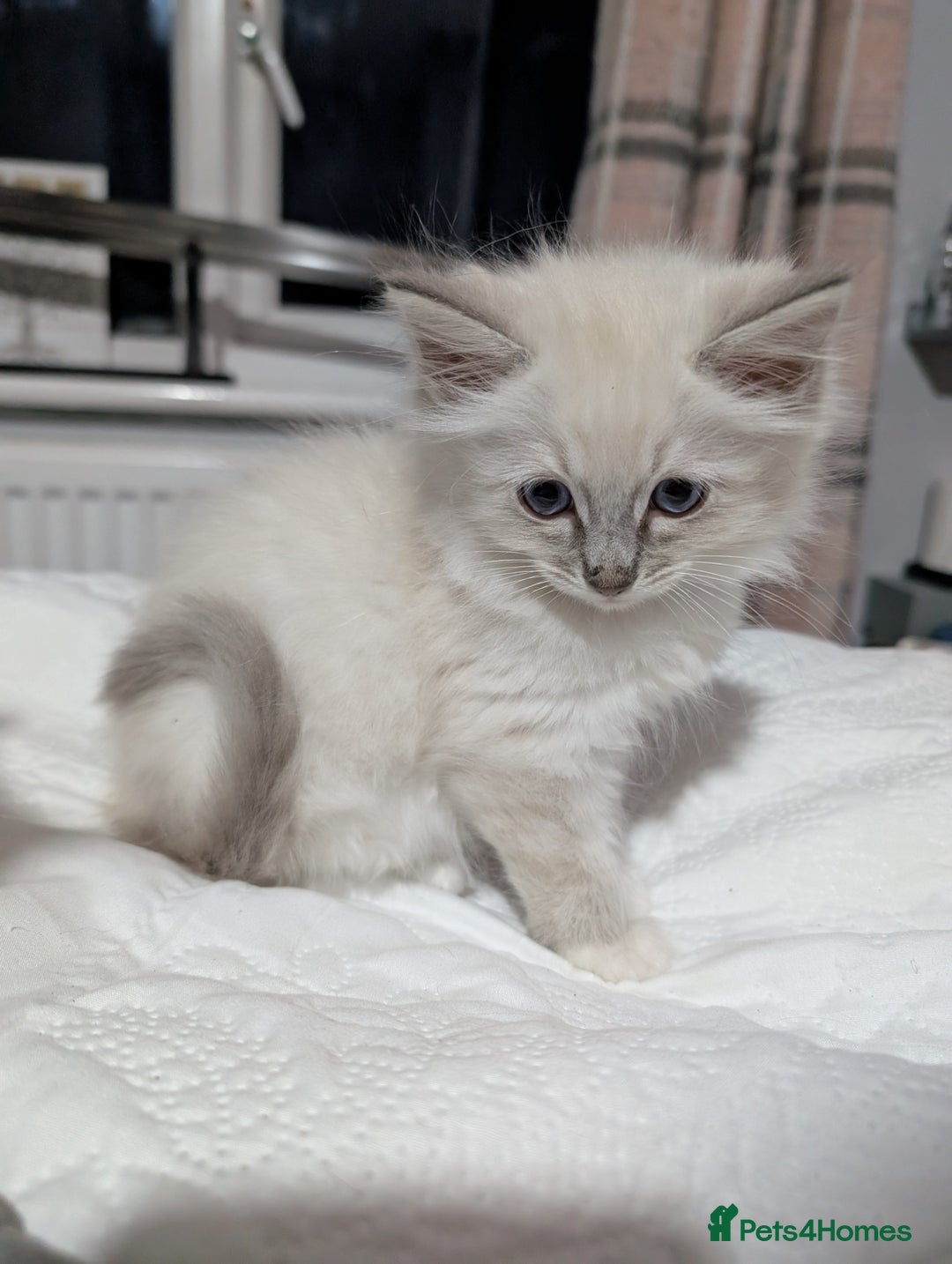 Ragdoll cats for sale: Stunning fluffy show quality ragdolls  - Image 4