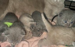 British Shorthair cats for sale: Stunning British Short Hair Kittens - Image 19
