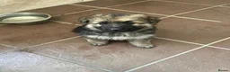 German Shepherd dogs for sale: German shepherd Puppies  - Advert 10