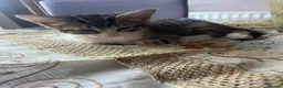 Mixed Breed cats for sale: 3 beautiful kittens 2 boys 1 girl  in Cleethorpes - Advert 7