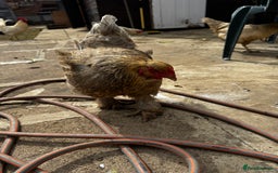 Chickens poultry for sale: Whole Laying Hen Flock for Sale, chicks, hens. - Image 14