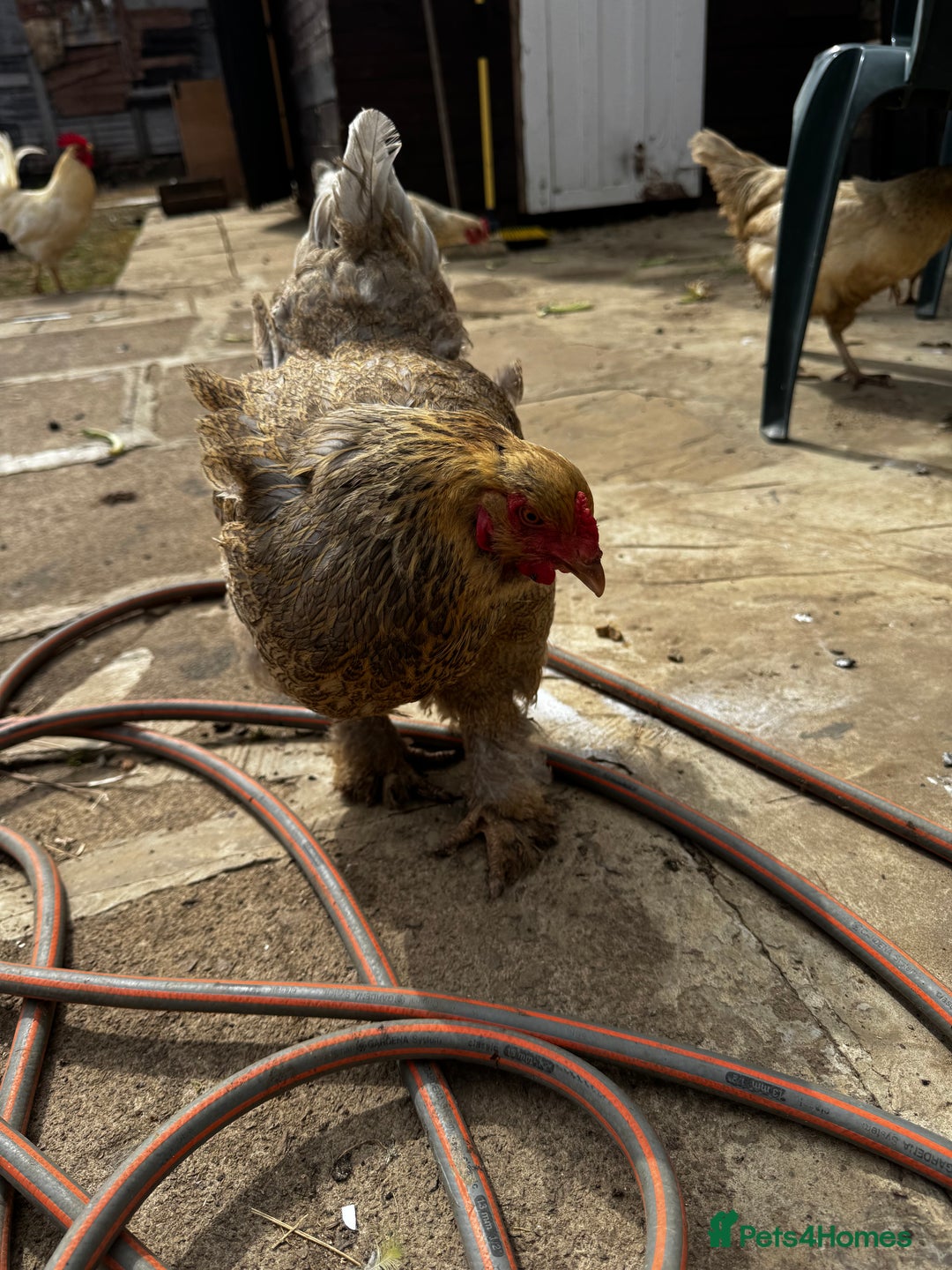 Chickens poultry for sale: Whole Laying Hen Flock for Sale, chicks, hens. - Image 14