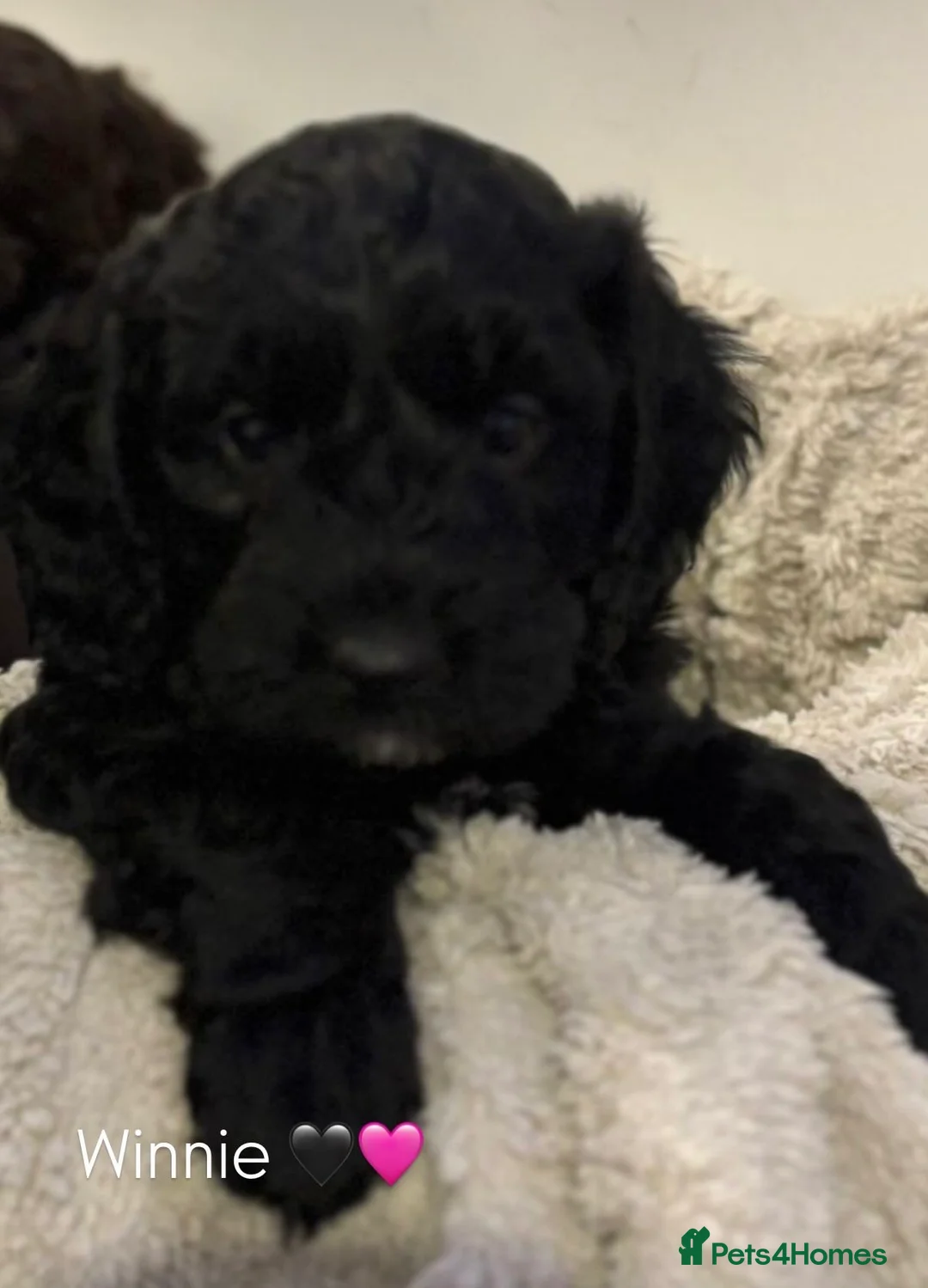 Mixed Breed dogs for sale: 2 Black Girls Left - Cockapoo Puppies  - Advert 27