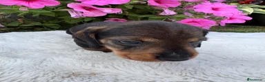 Dachshund 6