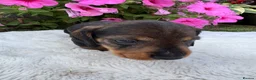 Dachshund dogs for sale: Standard wire haired dapple dachshund  in Worcester - Advert 2