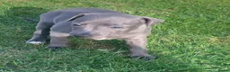 Italian Greyhound dogs for sale: KC italian greyhound puppie for sale  - Advert 3