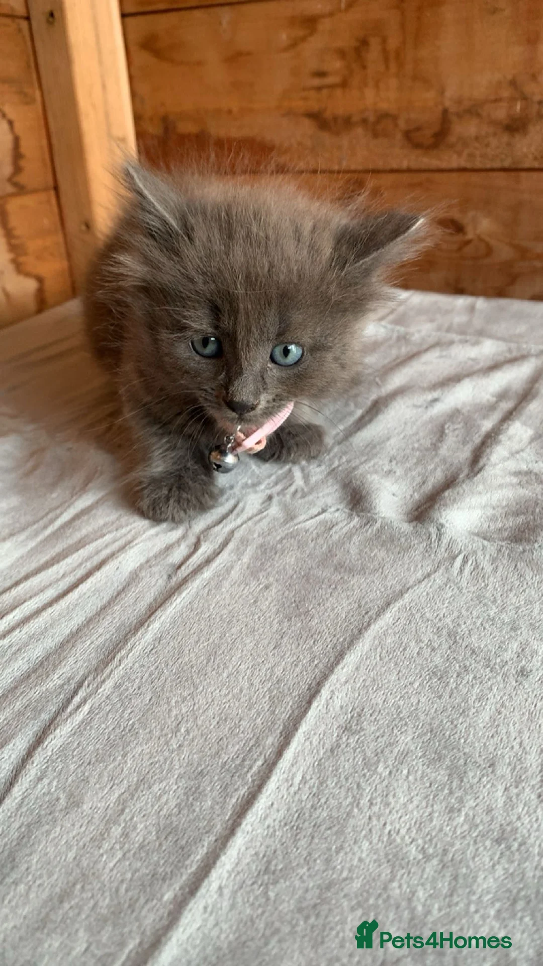 Mixed Breed cats for sale: 2 kittens for sale  - Advert 2