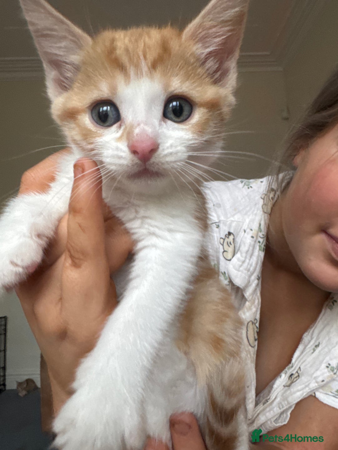 Mixed Breed cats for sale: Kittens  - Image 3