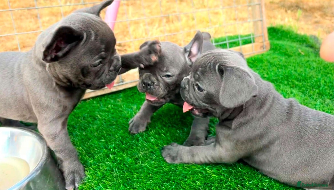 French Bulldog dogs Blue French bulldog puppies  - Advert 13