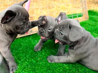 French Bulldog dogs Blue French bulldog puppies - Advert 16
