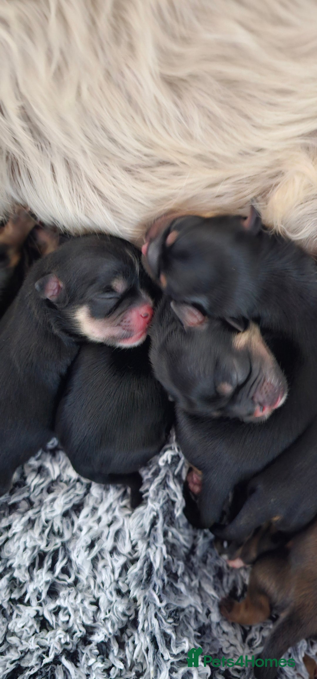 Shih Tzu dogs for sale: Beautiful Shih Tzu Puppies  - Image 9