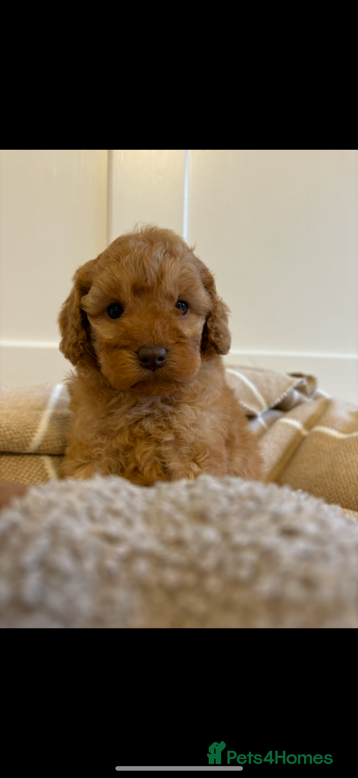 Cavapoo dogs LICENSED BREEDER QUALITY HEALTH TESTED CAVAPOOS - Advert 3
