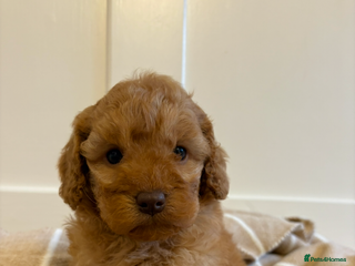 Cavapoo dogs LICENSED BREEDER QUALITY HEALTH TESTED CAVAPOOS - Advert 17