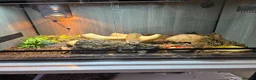 Skink reptiles for sale: Northern blue tongue skink - Advert 10