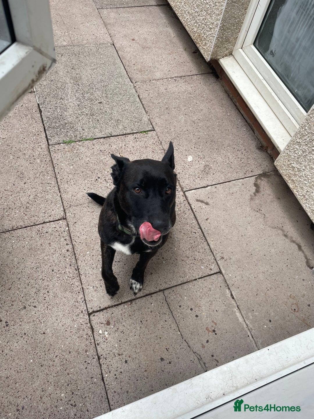 Mixed Breed dogs for sale: Staffy x German Shepherd Mix Dog  - Image 3