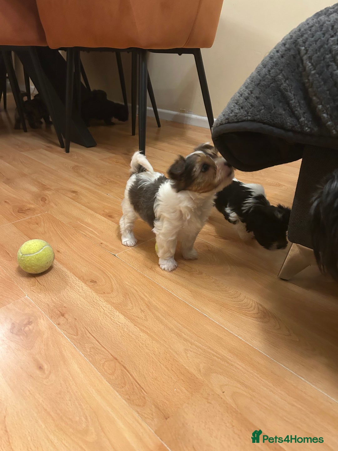 Yorkshire Terrier dogs for sale: Colourful Yorkshire terrier - Image 4