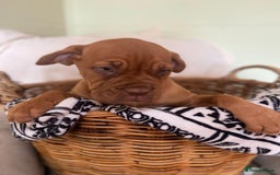 Dogue De Bordeaux dogs for sale: Dogue de Bordeaux 9 weeks old. Two girls, one boy - Image 9