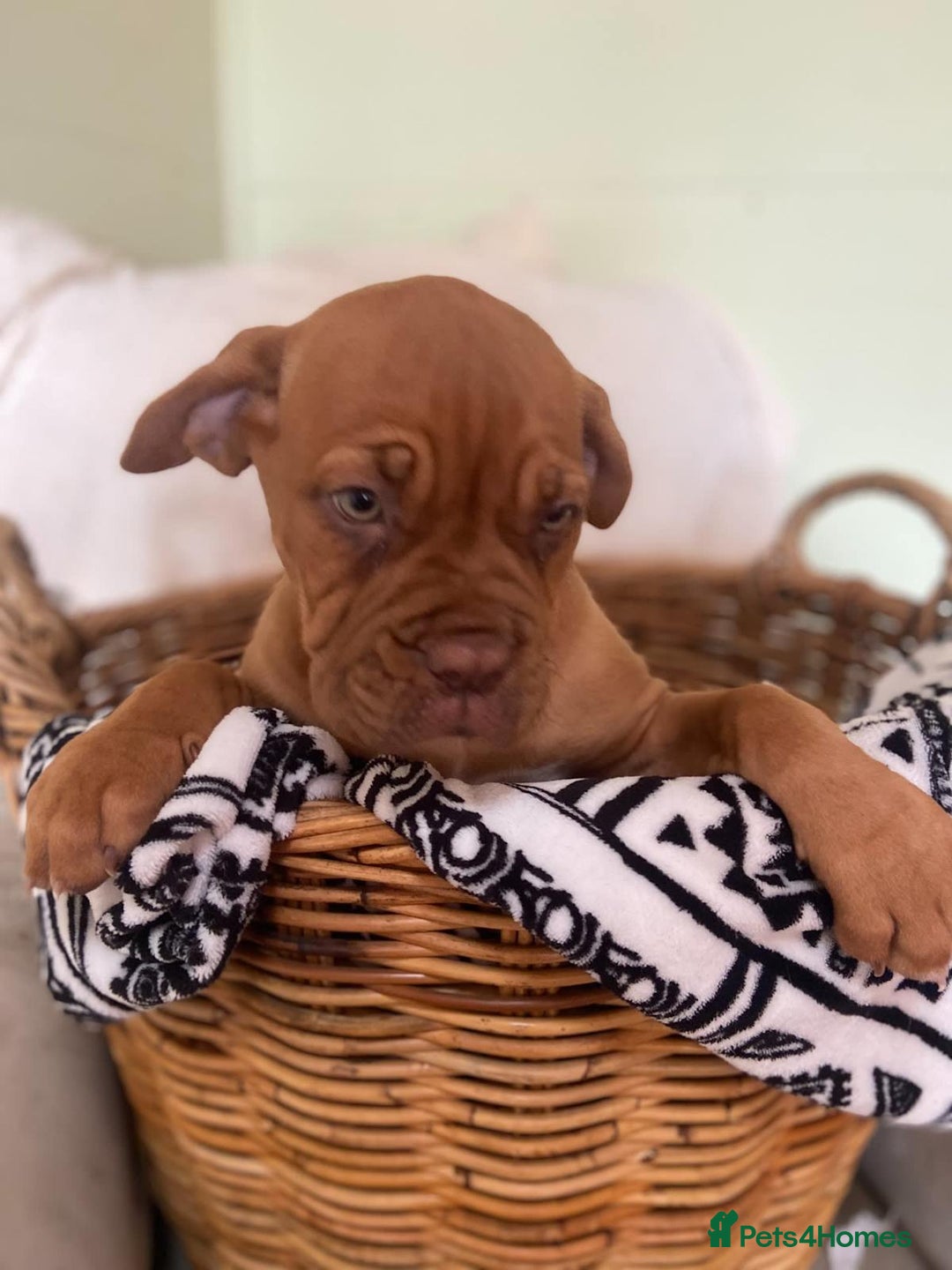 Dogue De Bordeaux dogs for sale: Dogue de Bordeaux 9 weeks old. Two girls, one boy - Image 9
