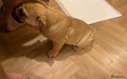 English Bulldog dogs for sale: English bulldog 3 generations kc bloodline  - Image 5