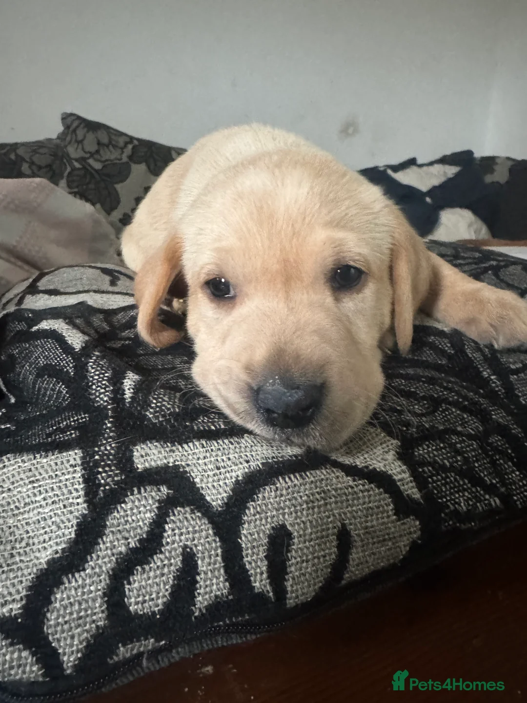 Labrador Retriever dogs for sale: 5 Puppies For Sale - Advert 2