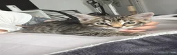 Mixed Breed cats for sale: 6 beautiful Persian Russian Blue mix tabby kittens - Advert 14