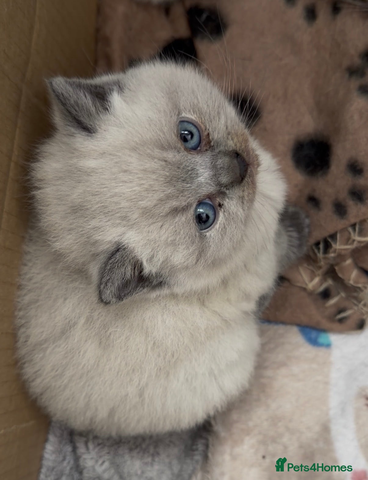 British Shorthair cats FOUR BRITISH SHORTHAIR KITTENS FOR SALE - Advert 1