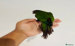Conures birds for sale: Hand reared conures for sale - Image 14