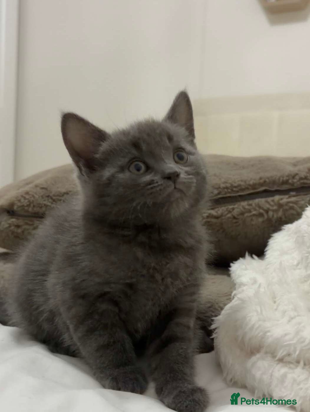 Mixed Breed cats Beautiful kitten boy for sale  - Advert 3