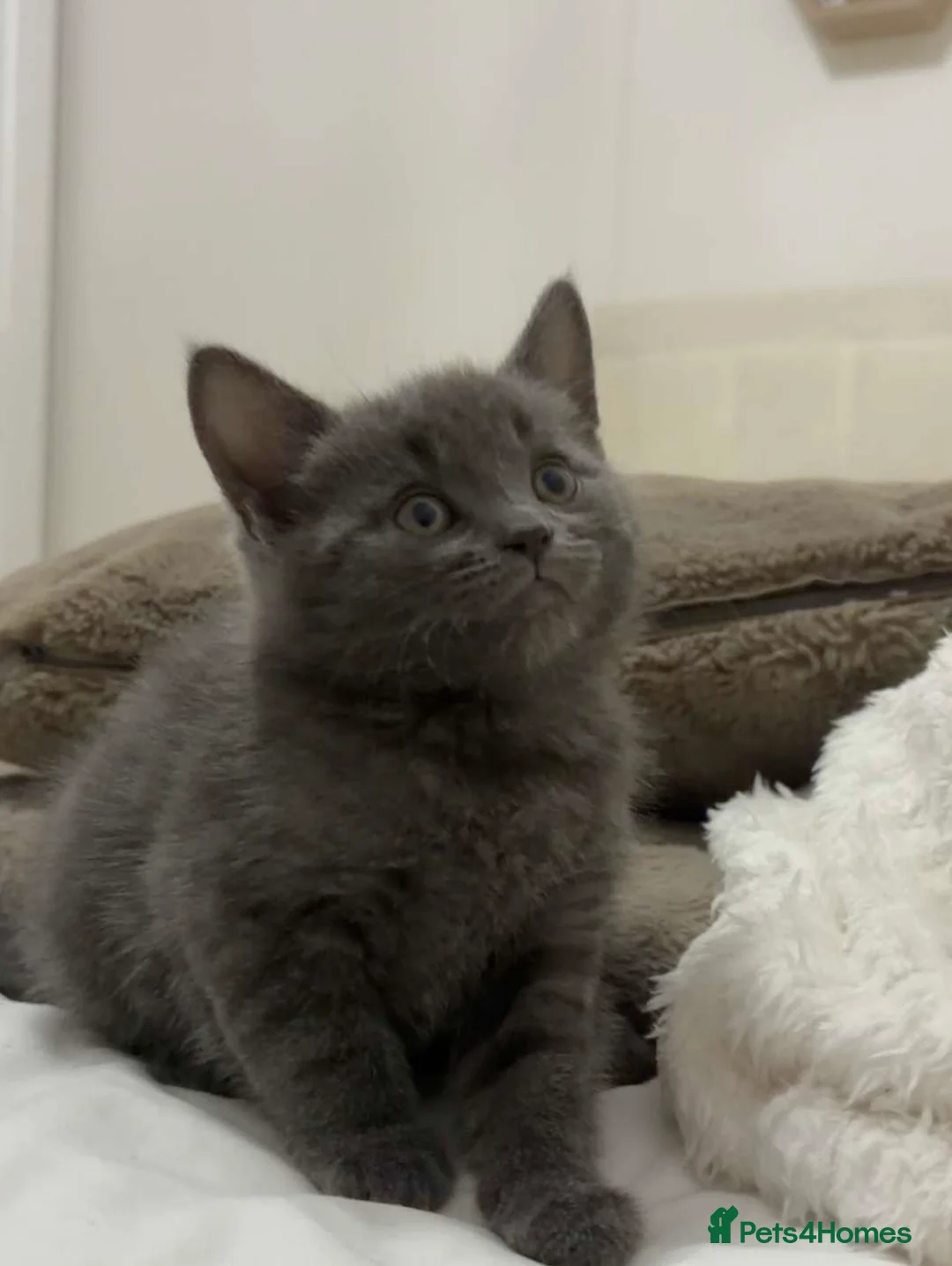 Mixed Breed cats for sale: Beautiful kitten boy for sale  - Advert 1