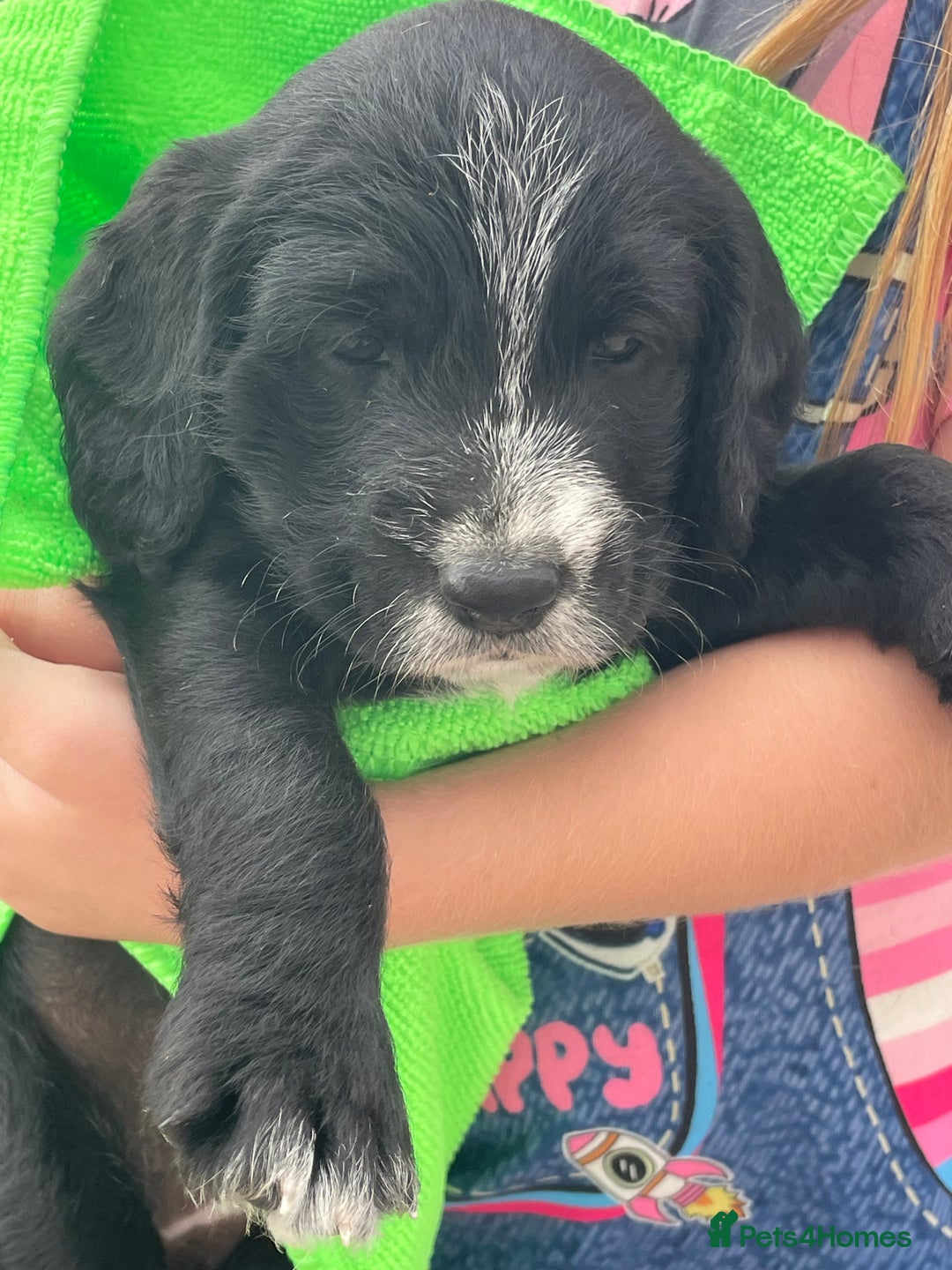 Mixed Breed dogs for sale: Rare Dalmadoodle puppies 🐶 🩷  - Image 22