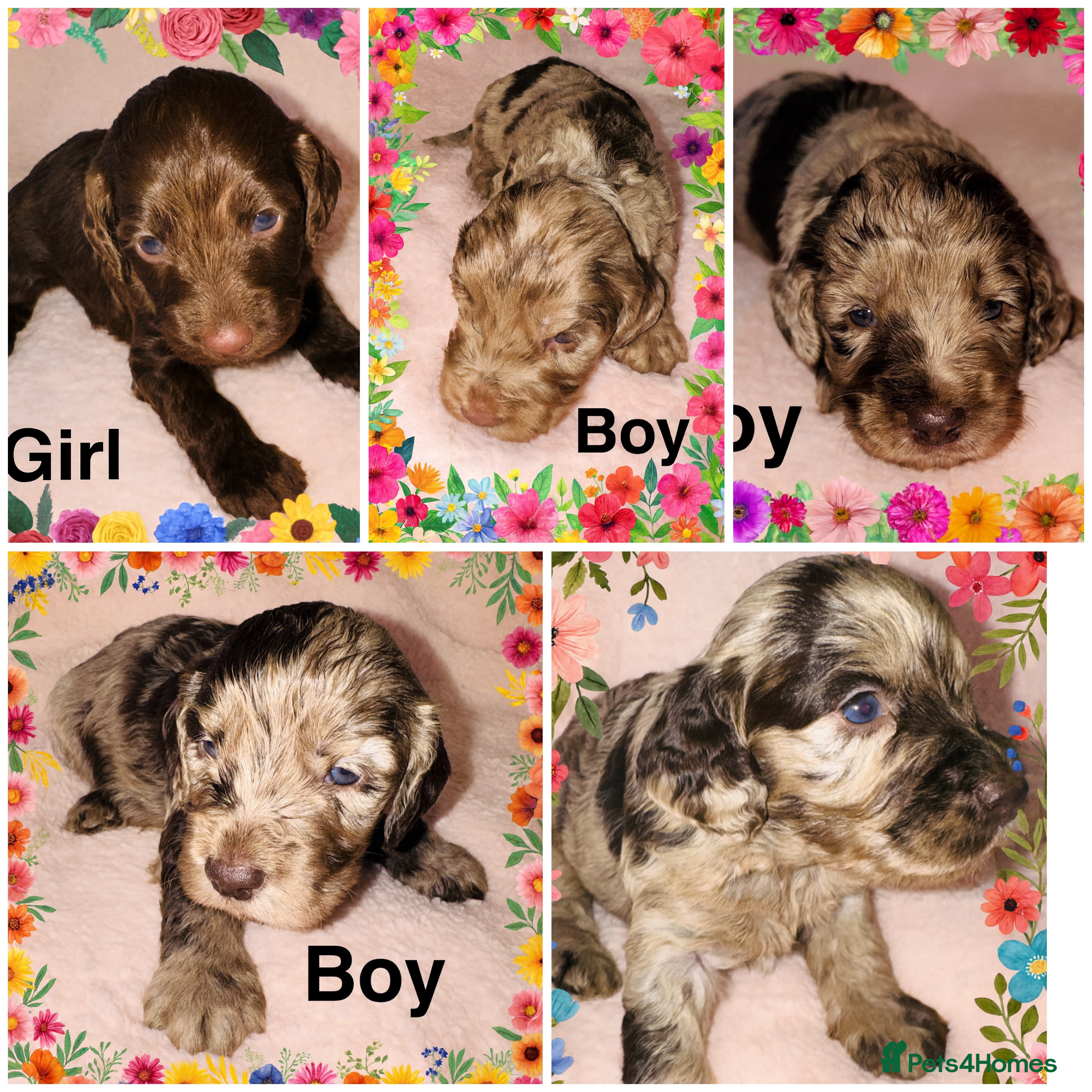 Cockapoo dogs ❤️DNA Tested F1 Rare Merle Cockapoos,Ready 4th Feb - Advert 18