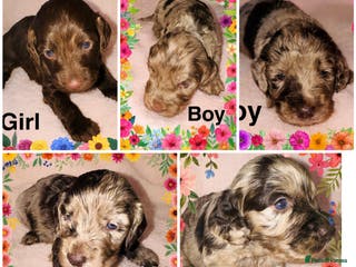 Cockapoo dogs ❤️DNA Tested F1 Rare Merle Cockapoos,Ready 4th Feb - Advert 16