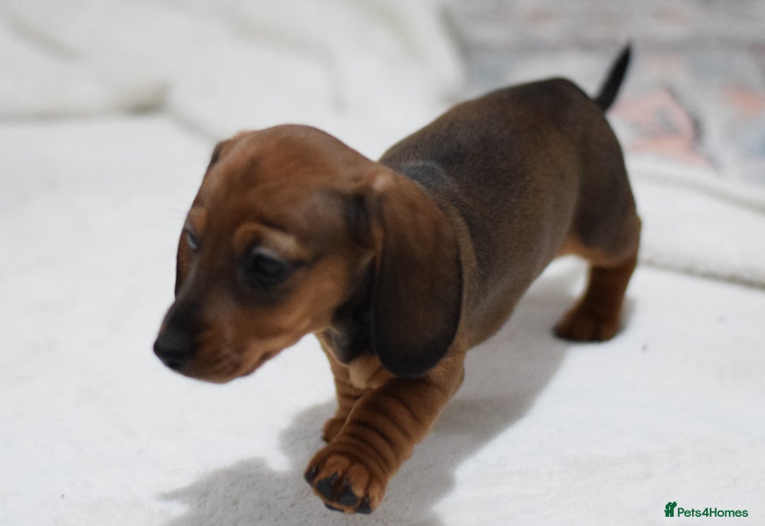 Miniature Dachshund dogs for sale: 🌟Gorgeous Miniature Dachshunds🌟 - Advert 16