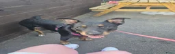 Mixed Breed dogs for stud: Beautiful female for stud in Shefford - Advert 3