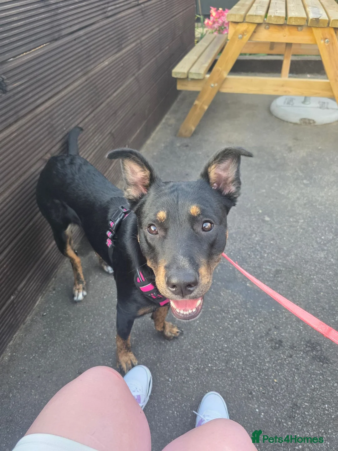 Mixed Breed dogs for stud: Beautiful female for stud in Shefford - Advert 3