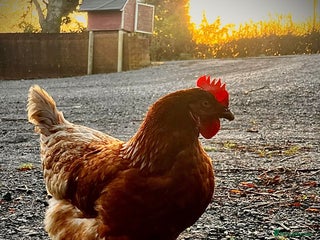 Chickens poultry - Advert 36