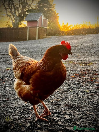 Chickens poultry - Advert 8