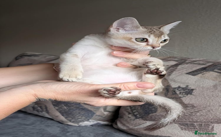 Singapura cats for sale - Advert 1