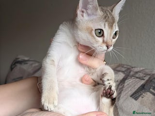 Singapura cats - Advert 2
