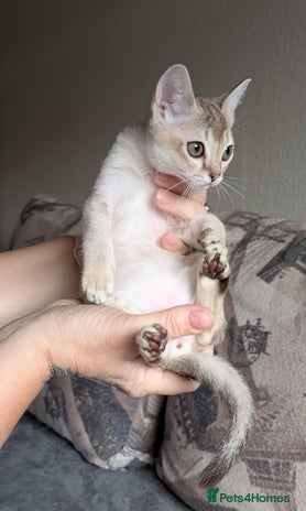 Singapura cats - Advert 2