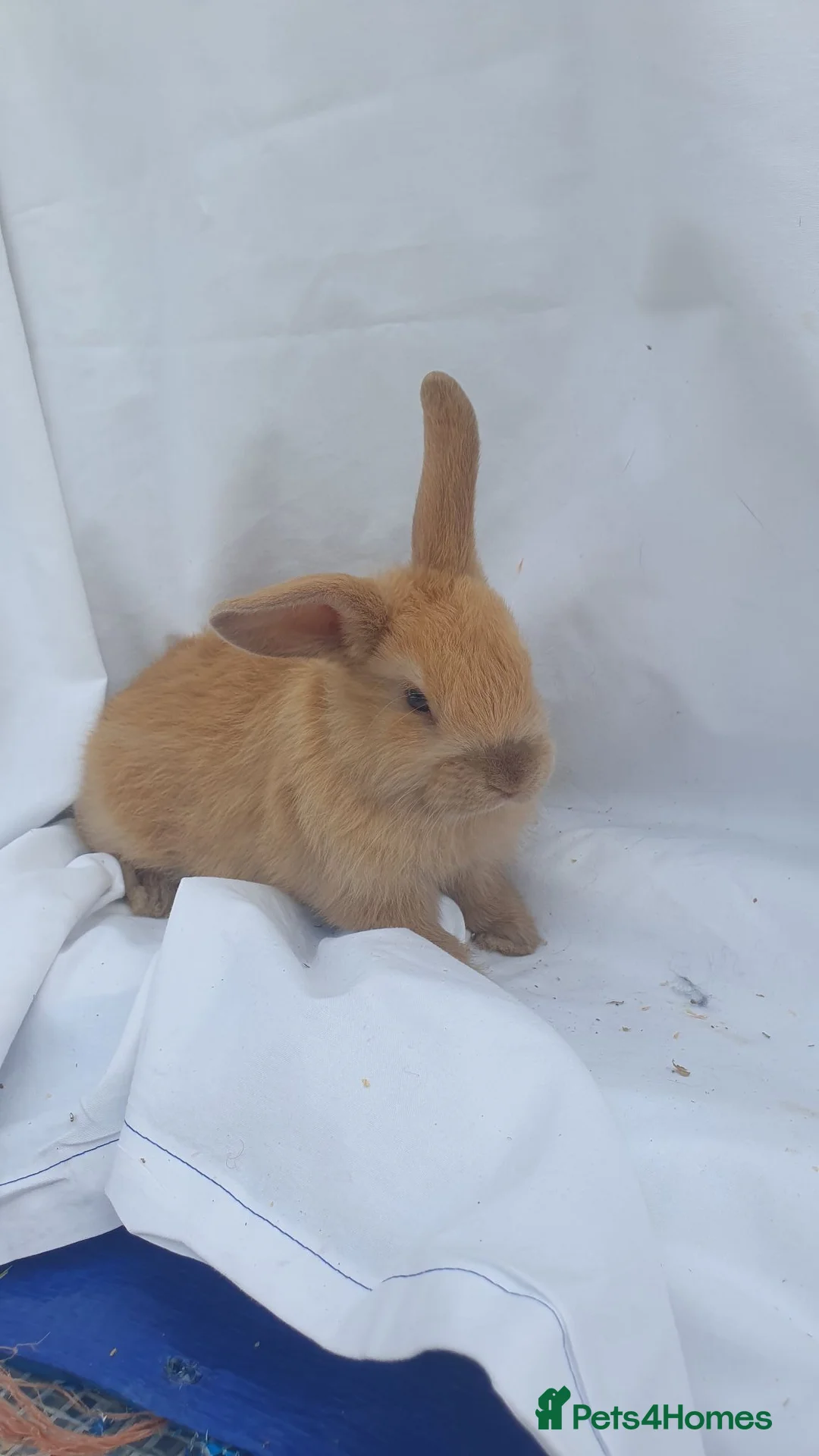 Lionhead rabbits for sale: Lionhead Mini lop  - Advert 2