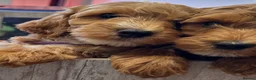 Australian Labradoodle dogs for sale: **MR BRINKLEY'S GENUINE ALD PUPPIES** - Advert 15